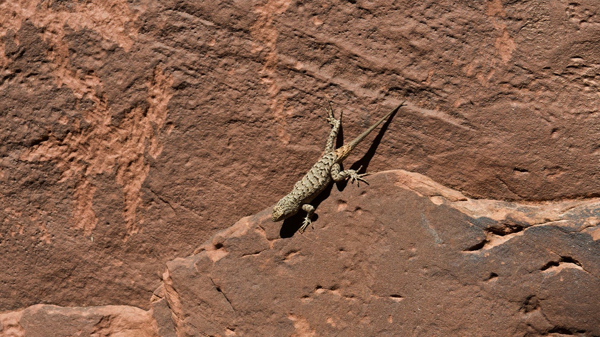 Dunes Sagebrush Lizard