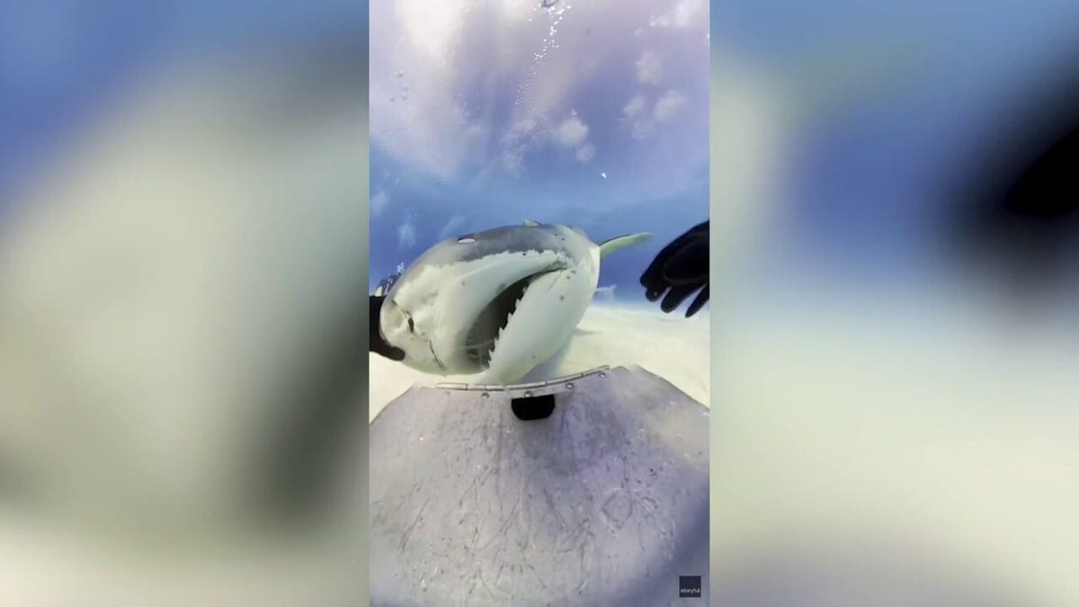 A tiger shark up close with a camera