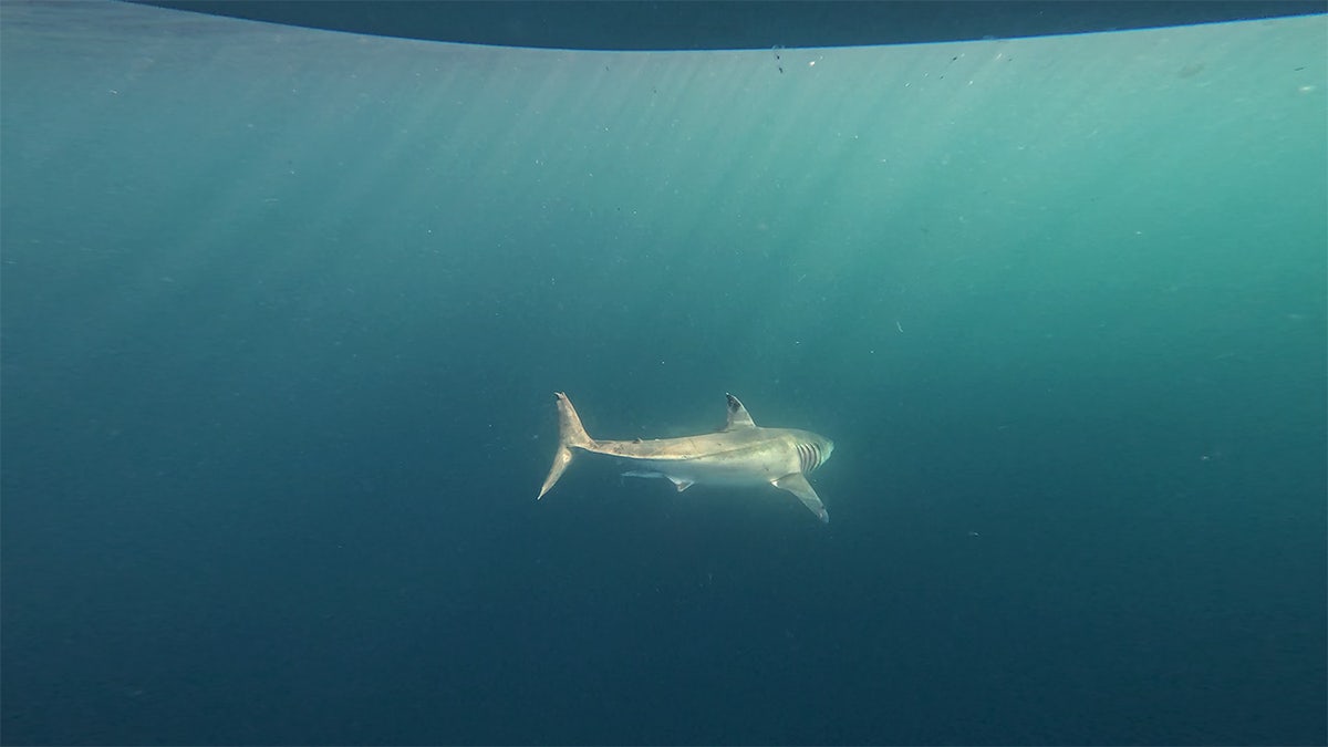 A massive great white shark is being tracked off the coast of Florida